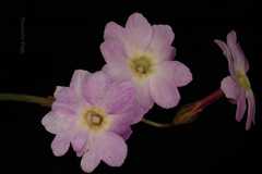 Primula munroi